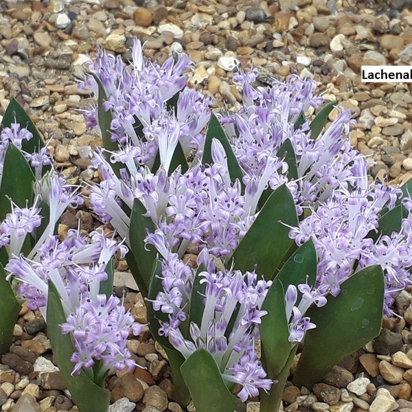 Lachenalia calcicola / 10 seeds