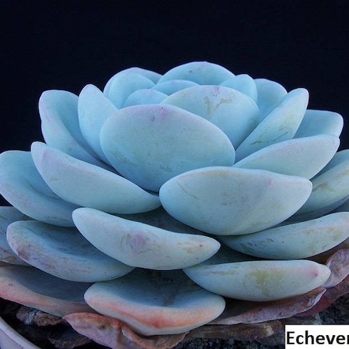 Echeveria laui / 20 seeds