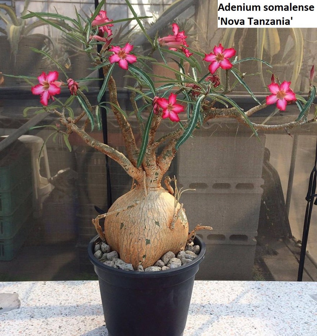 Adenium Somalense Nova／ソマリア産／Lサイズ株／塊根／輸入