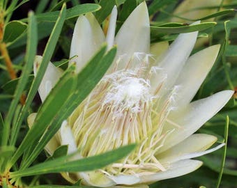 Protea repens - white variety (Sugarbush) / 5 seeds