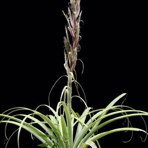 Tillandsia takizawae / 10 zaden (luchtplant)