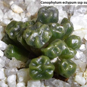コノフィツム (ectypum×sulcatum)×sulcatum Conophytum ectypum ssp sulcatum 521-C.ectipum sulcatum Conophytum