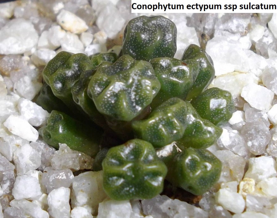 コノフィツム (ectypum×sulcatum)×sulcatum il_fullxfull.1954616925_ibkg.jpg