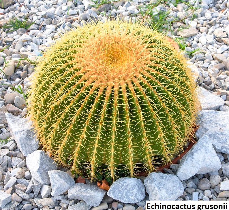 golden barrel cactus golden barrel cactus