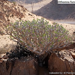 Può includere: Primo piano di una piccola pianta verde e frondosa che cresce su una superficie rocciosa marrone. La pianta ha molti rami e cresce in un ambiente desertico. Il testo "Othonna furcata" è visibile nell'angolo in alto a destra dell'immagine.