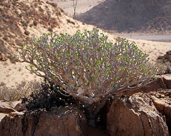 Othonna furcata / 5 seeds