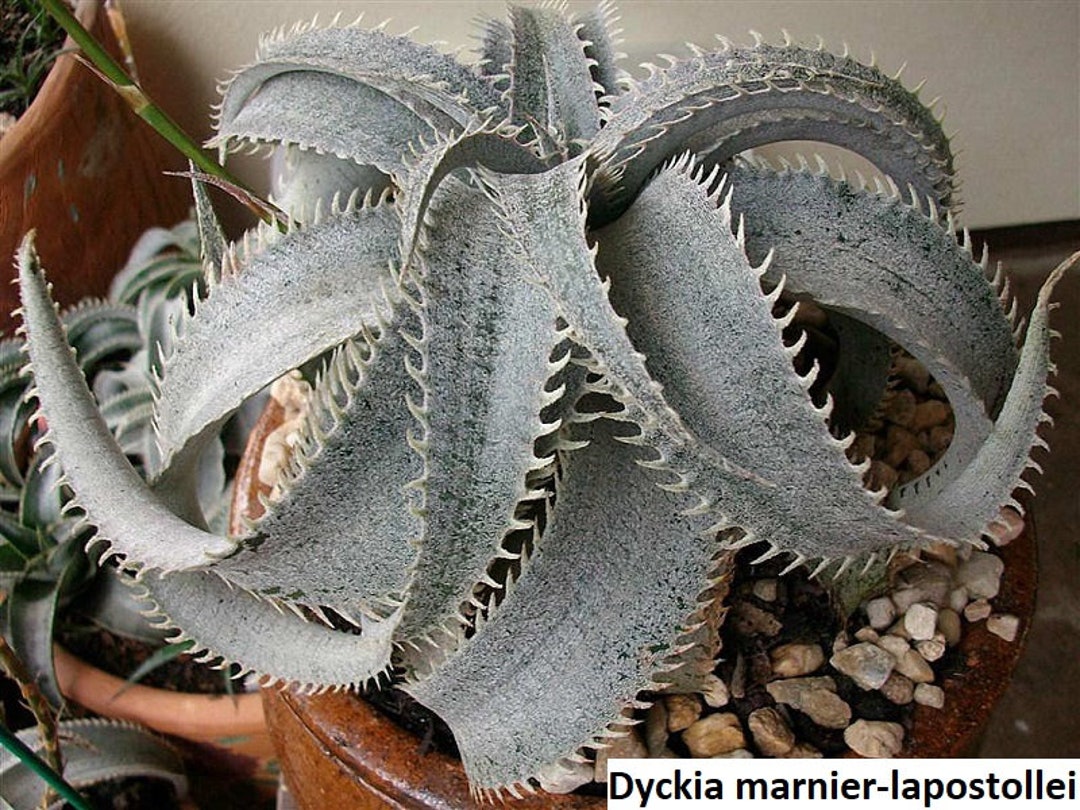 DBディッキア Dyckia marnier-lapostollei ⑴ Dyckia Marnier-lapostollei / 10 Seeds (white Dyckia) - Etsy Canada