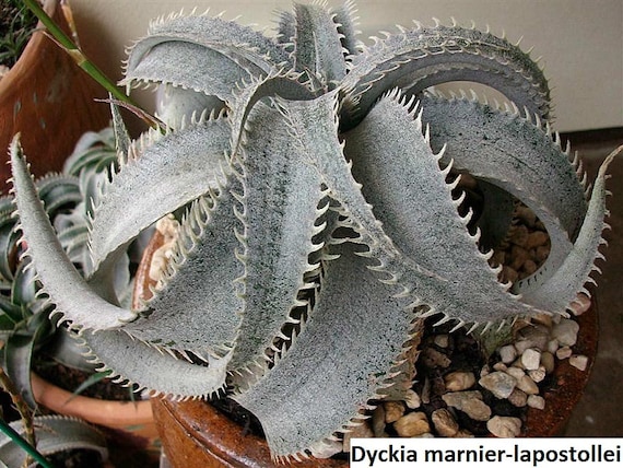 Dyckia Marnier-lapostollei / 10 Seeds (white Dyckia) - Etsy Canada