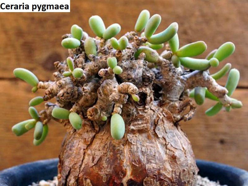Ceraria pygmaea / 5 seeds - Etsy 日本