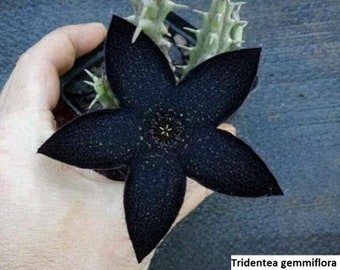 Tridentea gemmiflora / 5 seeds (Black Carrion Flower)