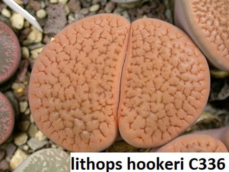 Lithops hookeri C336 vermiculate form / 20 seeds Living stones image 1