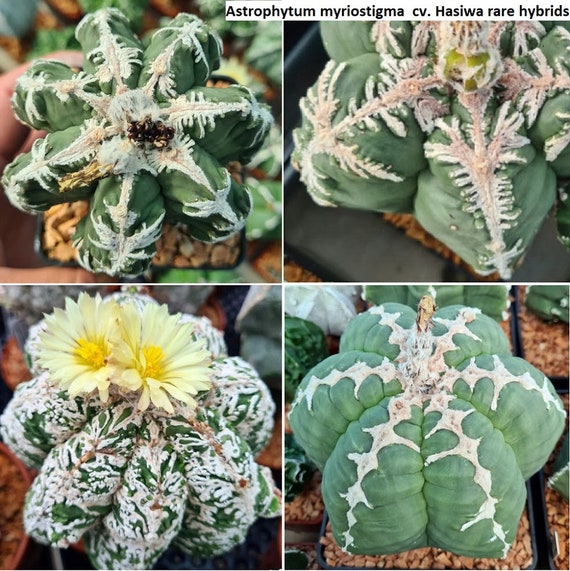 Astrophytum myriostigma cv. Hasiwa seltene Hybriden/ 5 Samen - Etsy  sterreich