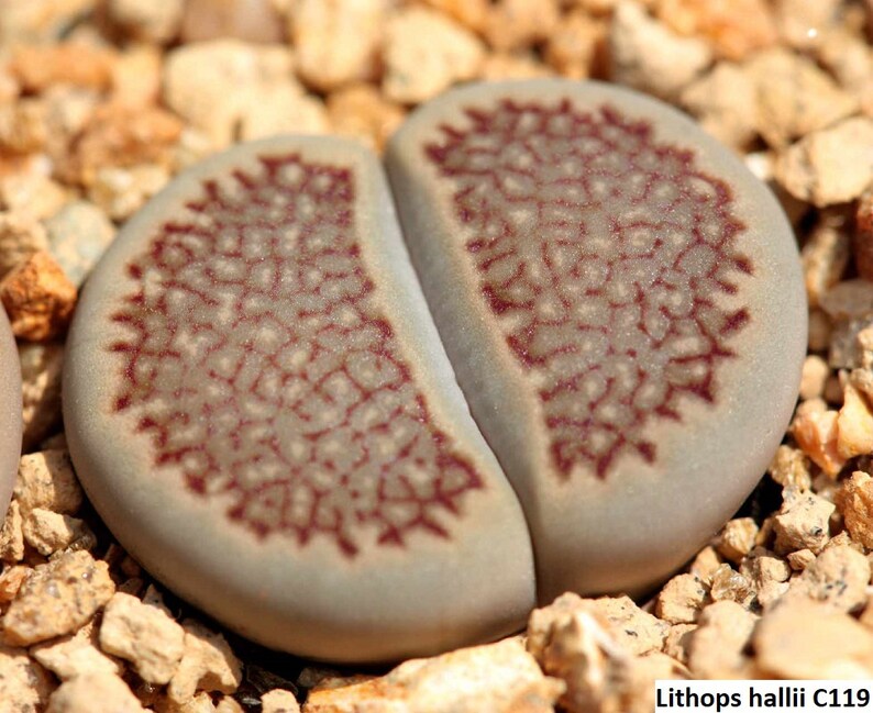 10 seeds Lithops pseudotruncatella ssp archerae C104