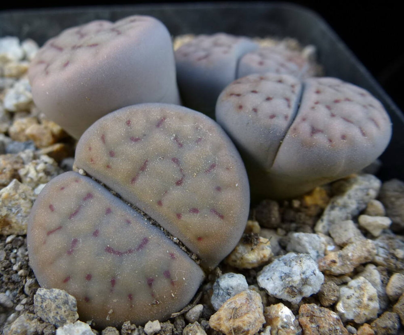 Lithops terricolor