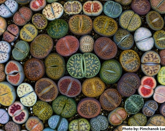 Lithops seeds mix (Living stones) / 50 seeds