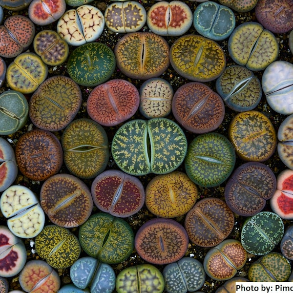 Mezcla de semillas de Lithops (Piedras vivas) / 50 semillas