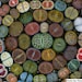 Genia Meirov reviewed Lithops seeds mix (Living stones) / 50 seeds