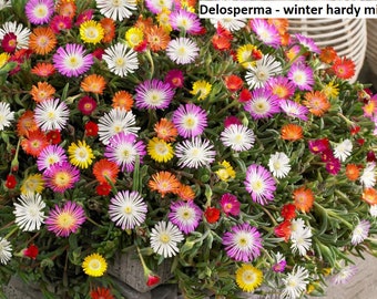 Delosperma - winter hardy mix / 20 seeds (Ice plant)
