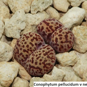 cosmo flower seeds Sulphur Cosmos Seeds from 1818 Farms main image 0