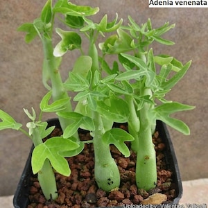 Adenia venenata / 5 Samen
