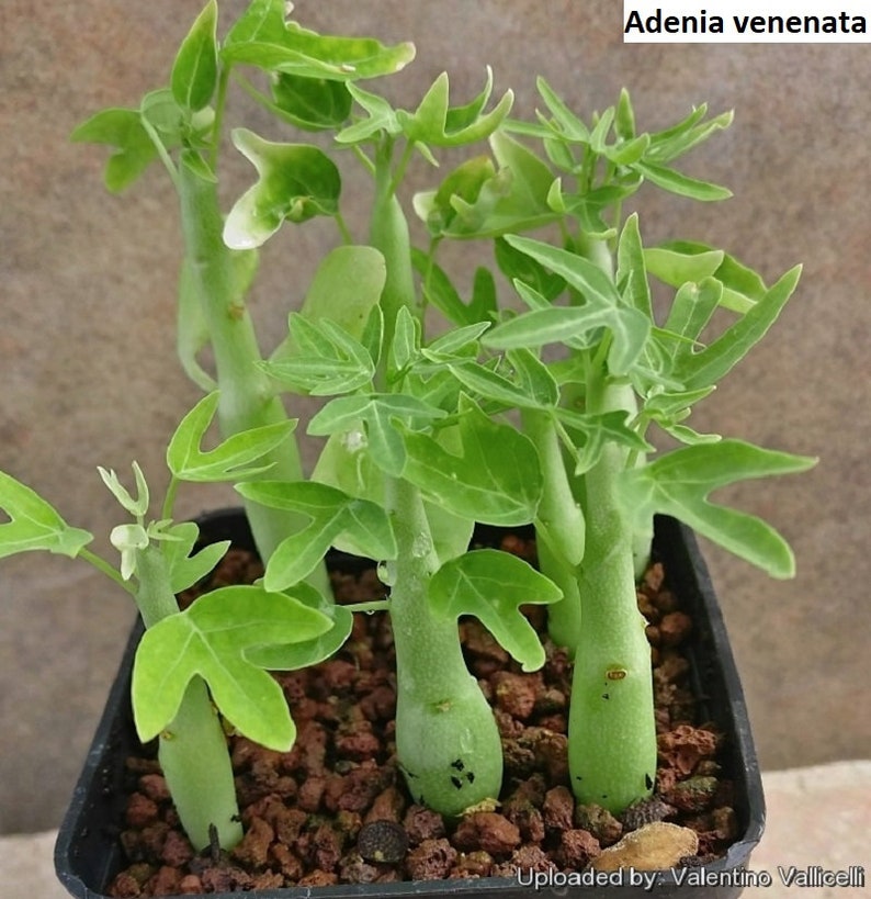 Adenia venenata / 5 seeds image 1
