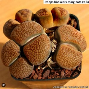 May include: A close-up of a Lithops hookeri v marginata C154 succulent plant. The plant has a textured, brown surface with a split top, revealing a lighter interior. The plant is potted in a square black container with reddish-brown soil.