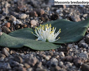 Massonia bredasdorpensis / 10 seeds