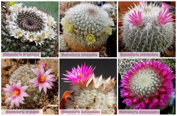 Mammillaria-Samenmix (schnste Spezies) / 10 Samen pro Packung - Etsy.de