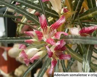 Adenium somalense v Cristum / 5 Samen