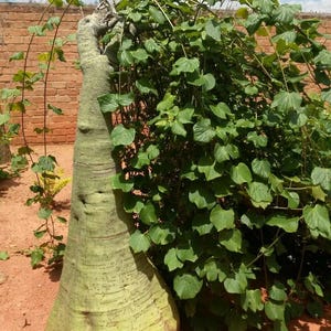 Ophiocaulon firingalavense / 5 seeds (Bottle Liana)