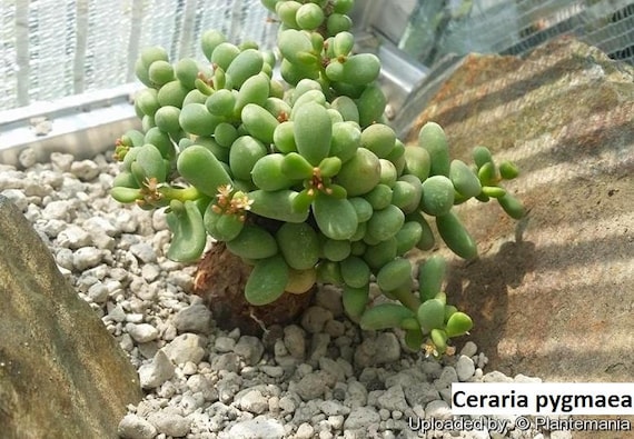 【国内採種】Ceraria Pygmaea seeds 新鮮種子50粒 国内採種】Ceraria Pygmaea seeds 新鮮種子50粒