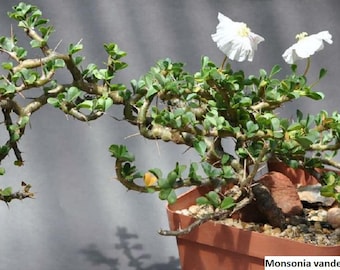 Monsonia vanderietiae / 5 semi (Candela)
