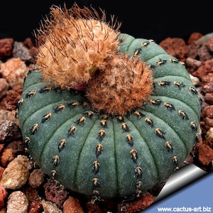 AS110 10 seeds of ASTROPHYTUM asterias nisiki