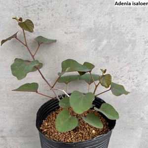 Adenia isaloensis / 5 Samen