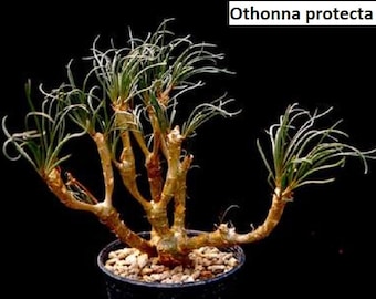 Othonna protecta / 5 nasion