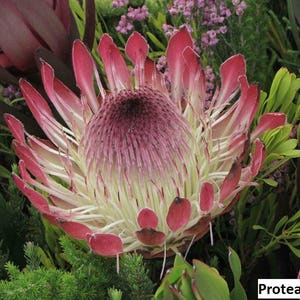 Protea eximia Duchess Sugarbush / 5 seeds image 3