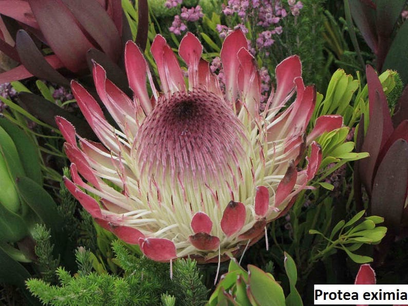 Protea eximia Duchess Sugarbush / 5 seeds image 3