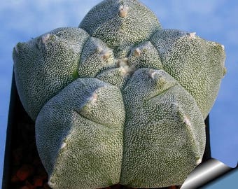 Astrophytum myriostigma cv. Kikko [RARE] / 5 seeds