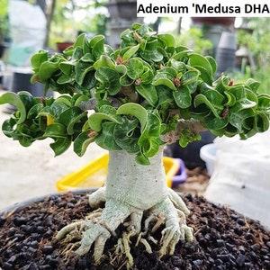 May include: A close-up of a bonsai tree with a thick, white trunk and a green, leafy crown. The tree is in a pot with dark brown soil. The tree is labeled "Adenium 'Medusa DHA'".