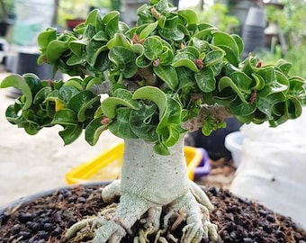 Adenium thai socotranum 'Medusa DHA' / 5 Samen