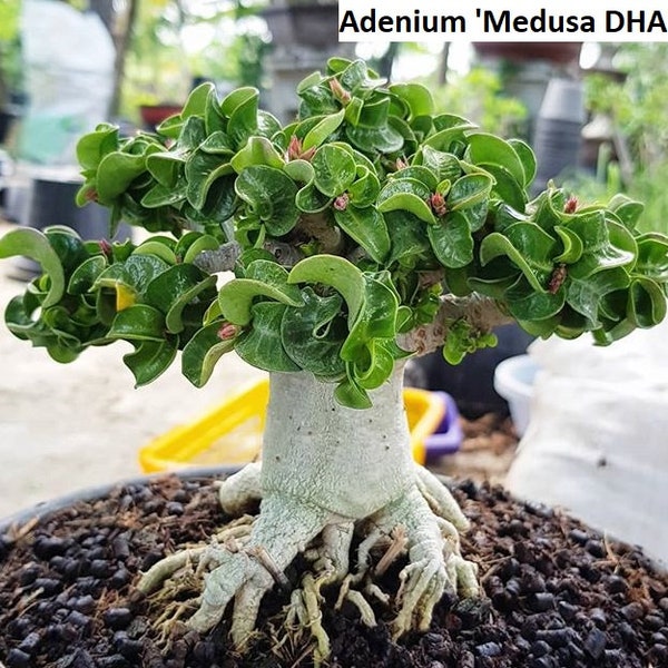 Adenium 'Medusa DHA' / 5 seeds