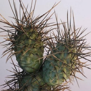 Tephrocactus aoracanthus / 5 zaden