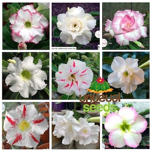 May include: A collage of nine images displaying a variety of Adenium obesum flowers. The flowers are in various shades of white, pink, and red with contrasting colours in the centre. The flowers have a unique, star-shaped appearance with five petals.