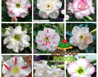 5 Graines Adenium Obesum 'Kaleidoscope' - Rose Du Désert - Plante Succulente à Fleurs