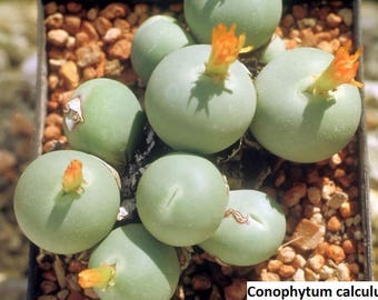 Conophytum calculus / 20 seeds (Marble Buttons, Cone Plant, Living Pebbles)