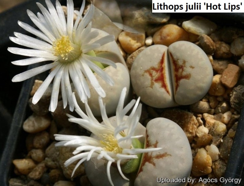 Lithops julii 'Hot Lips' RARE / 10 seeds Living stones image 1