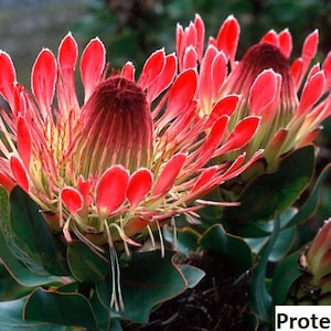 Protea eximia Duchess Sugarbush / 5 seeds image 1