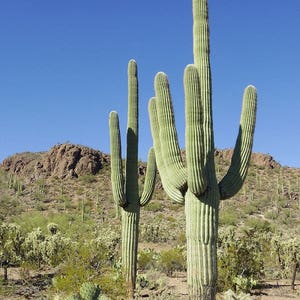 Carnegiea gigantea (Saguaro) / 10 seeds