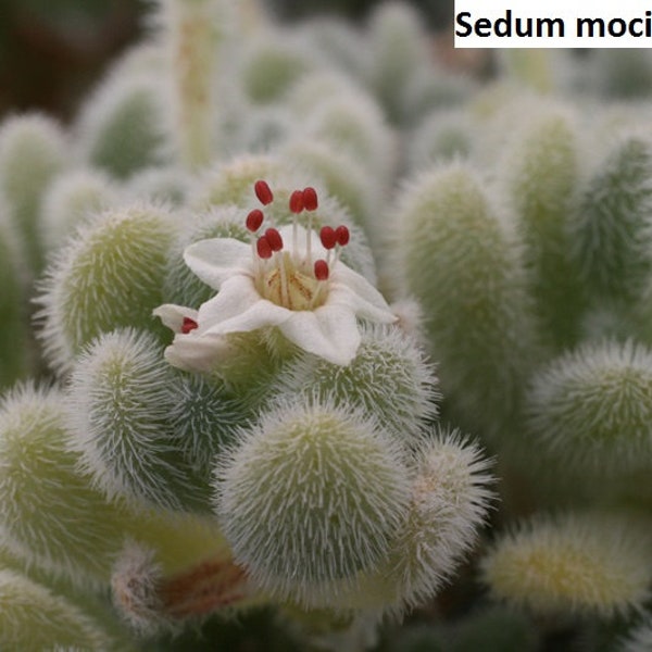 Sedum mocinianum / 20 seeds