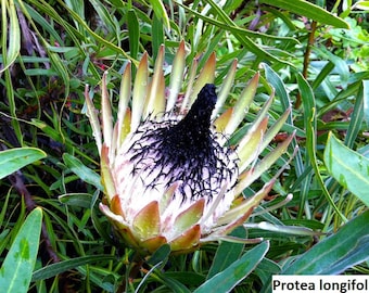 Protea longifolia (long-leaf sugarbush) / 5 seeds